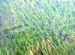 ˮ＼g(sh)/ˮɭֲ＼g(sh)ݣ